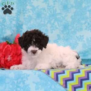 Caramel, Toy Poodle Puppy
